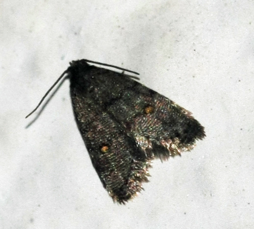 Small moth of Crete (Greece) on 26/09/2012; Species name?